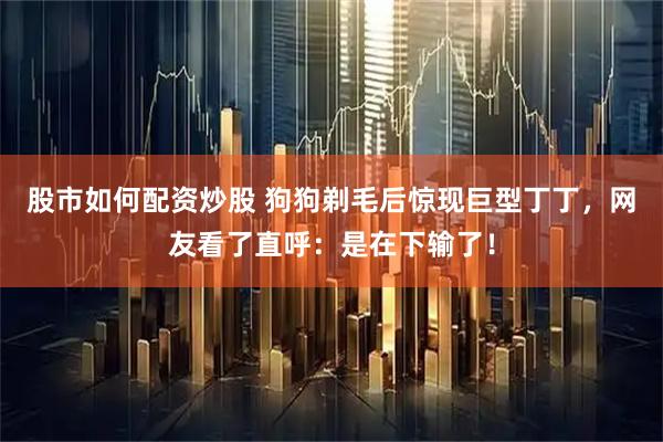 股市如何配资炒股 狗狗剃毛后惊现巨型丁丁，网友看了直呼：是在下输了！